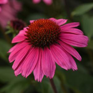 Echinacea Sombrero® Rosada