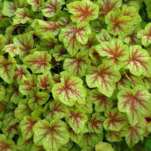 Heucherella 'Fire Frost'