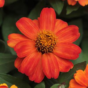 Zinnia marylandica Zahara® Fire