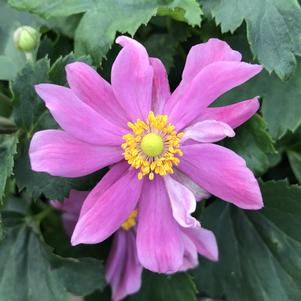 Anemone Pretty Lady Emily