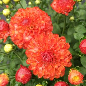 Chrysanthemum Gigi Orange