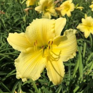 Hemerocallis Fragrant Returns