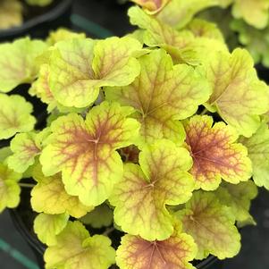 Heuchera Happy Flames