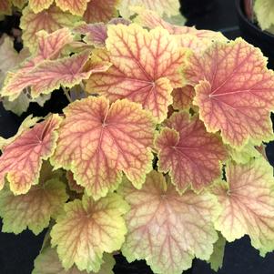 Heuchera High Hopes