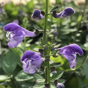 Scutellaria Appalachian Blues