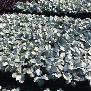 Senecio Angel Wings®