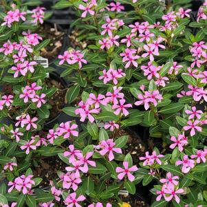 Vinca Soiree Kawaii® Light Purple