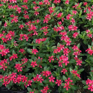 Vinca Soiree Kawaii® Red