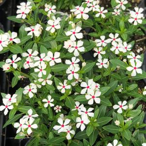 Vinca Soiree Kawaii® White Peppermint