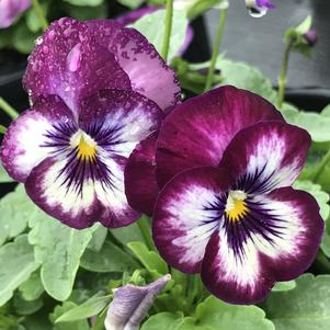 Viola ColorMax Purple Glow