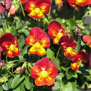 Viola Endurio® Red Flare