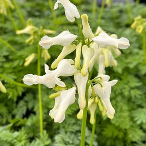 Dicentra AMORE™ 'Titanium'