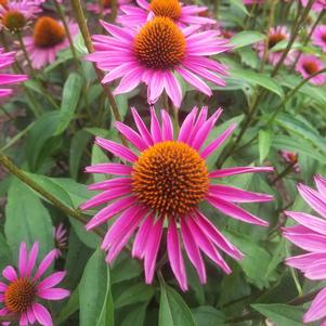 Echinacea Pica Bella