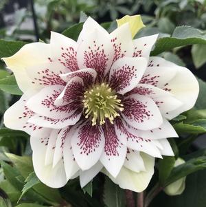 Helleborus North Star™ North Star™ Ruby Heart