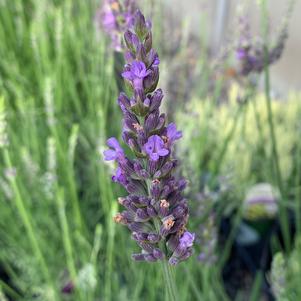 Lavandula x intermedia Sensational!®