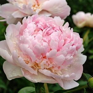 Paeonia lactiflora Angel Cheeks