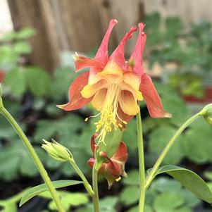 Aquilegia canadensis 