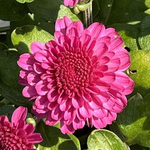 Chrysanthemum Gigi Dark Pink