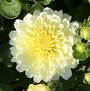 Chrysanthemum Gigi Snow