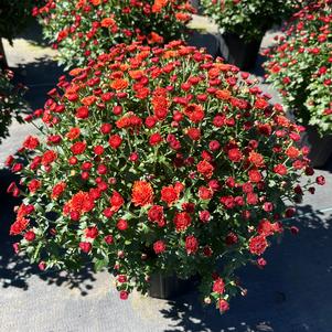 Chrysanthemum Jasoda Orange