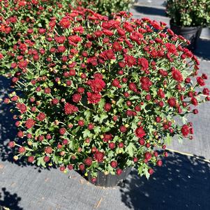 Chrysanthemum Jasoda Red