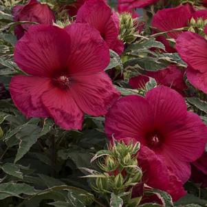 Hibiscus Summer Carnival