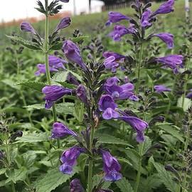 Nepeta Prelude™ Purple