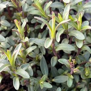 Pycnanthemum tenuifolium