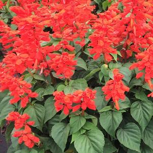 Salvia splendens Flare Red