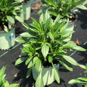 Rudbeckia fulgida var. fulgida