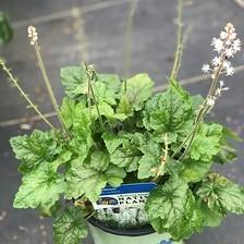 Tiarella cordifolia