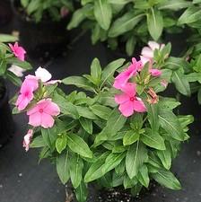 Vinca Cora® XDR Light Pink