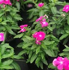 Vinca Cora® XDR Orchid