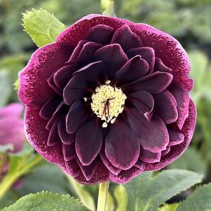 Helleborus North Star™ Plum