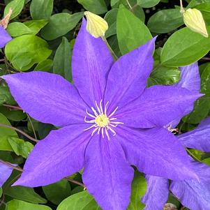 Clematis Duchess of Cornwall