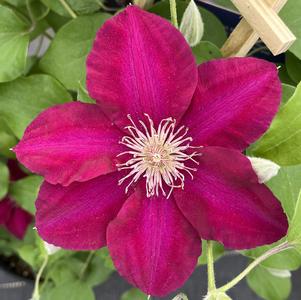 Clematis Jie™