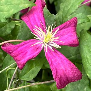 Clematis viticella Madame Julia Correvon