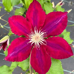 Clematis Rebecca™