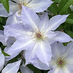 Clematis Tranquilite™