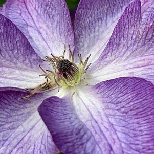 Clematis Venosa Violacea