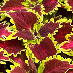 Coleus Solar Flare