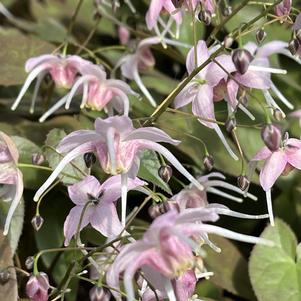 Epimedium Pretty in Pink