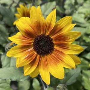 Helianthus Suncredible® Saturn