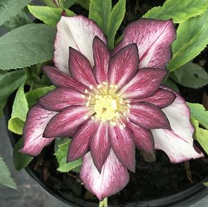 Helleborus North Star™ Garnet Frills