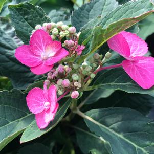 Hydrangea serrata Tuff Stuff Top Fun™