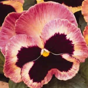 Pansy Matrix Sunrise