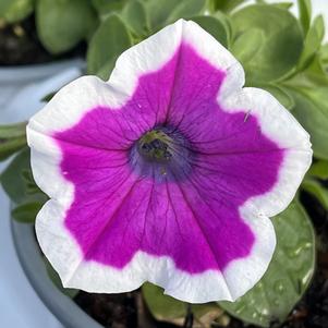 Petunia Supertunia® Hoopla™ Vivid Orchid™