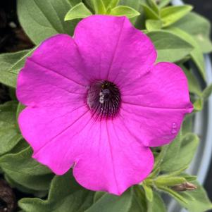 Petunia Supertunia® Vista Jazzberry®