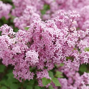 Syringa x pubescens Bloomerang Purpink®