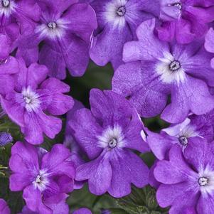 Verbena hybrid Superbena® Violet Ice